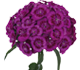 گل قرنفل ایگناز